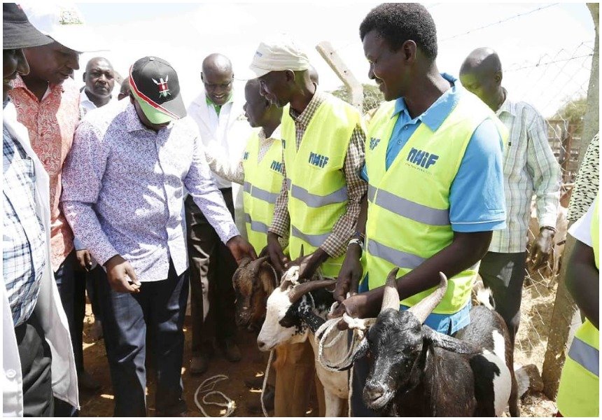 Netizens ask questions as William Ruto walks into goat auction with Kes 12 million in a suitcase and spends it all to buy goats