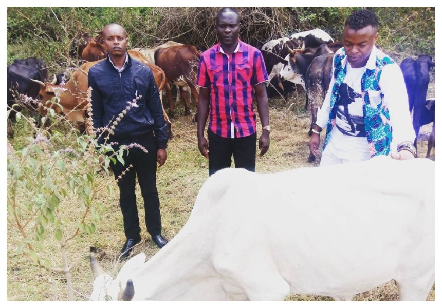 “Diamond hakulipa mahari” Ringtone buys 42 cows which he wants to pay as dowry for Zari