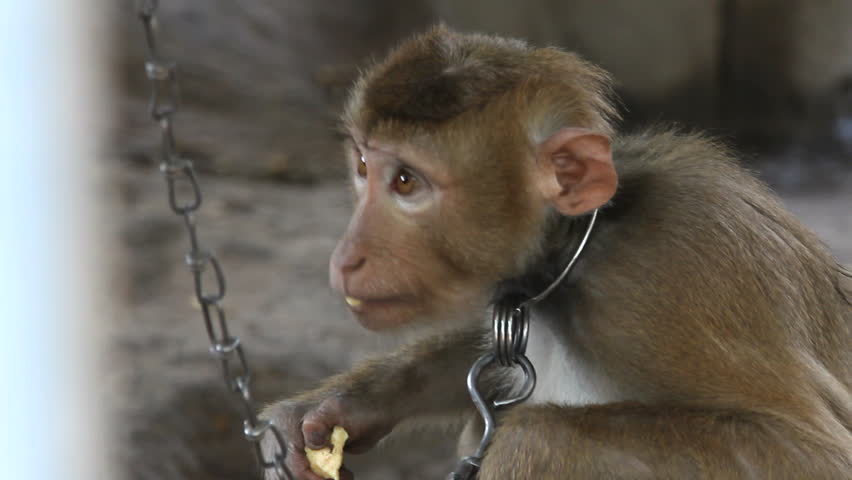 Two Mombasa men jailed for selling a 2-month-old monkey through Facebook, look at the amount they wanted 
