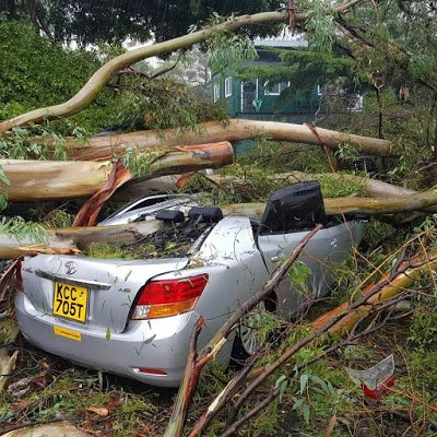 Cars worth millions reduced to junks after several trees fall at Serena Hotel( Photos)