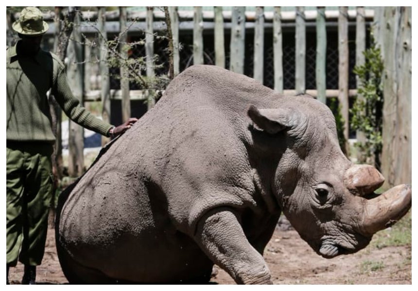 Death of 45 year old rhino in Laikipia causes the world to stop for a minute