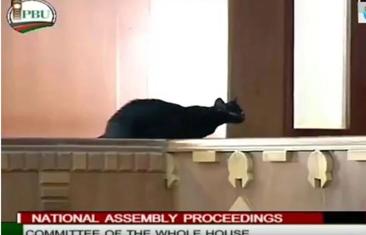 Confusion as black cat walks into Kenyan parliament and MPs start begging for a religious leader (video)