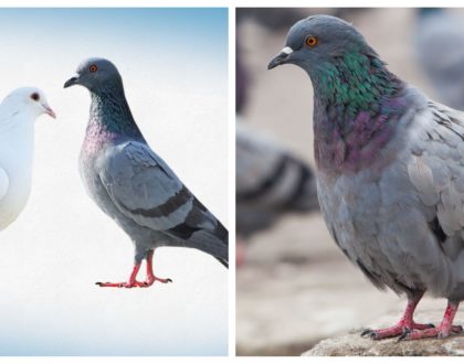 The story of an astute neighbor who used doves and pigeons to serve life-transforming lessons