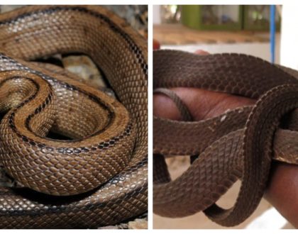 How a surprise treat at The Snake Park at Nairobi Museum helped conquer a lifelong phobia of snakes