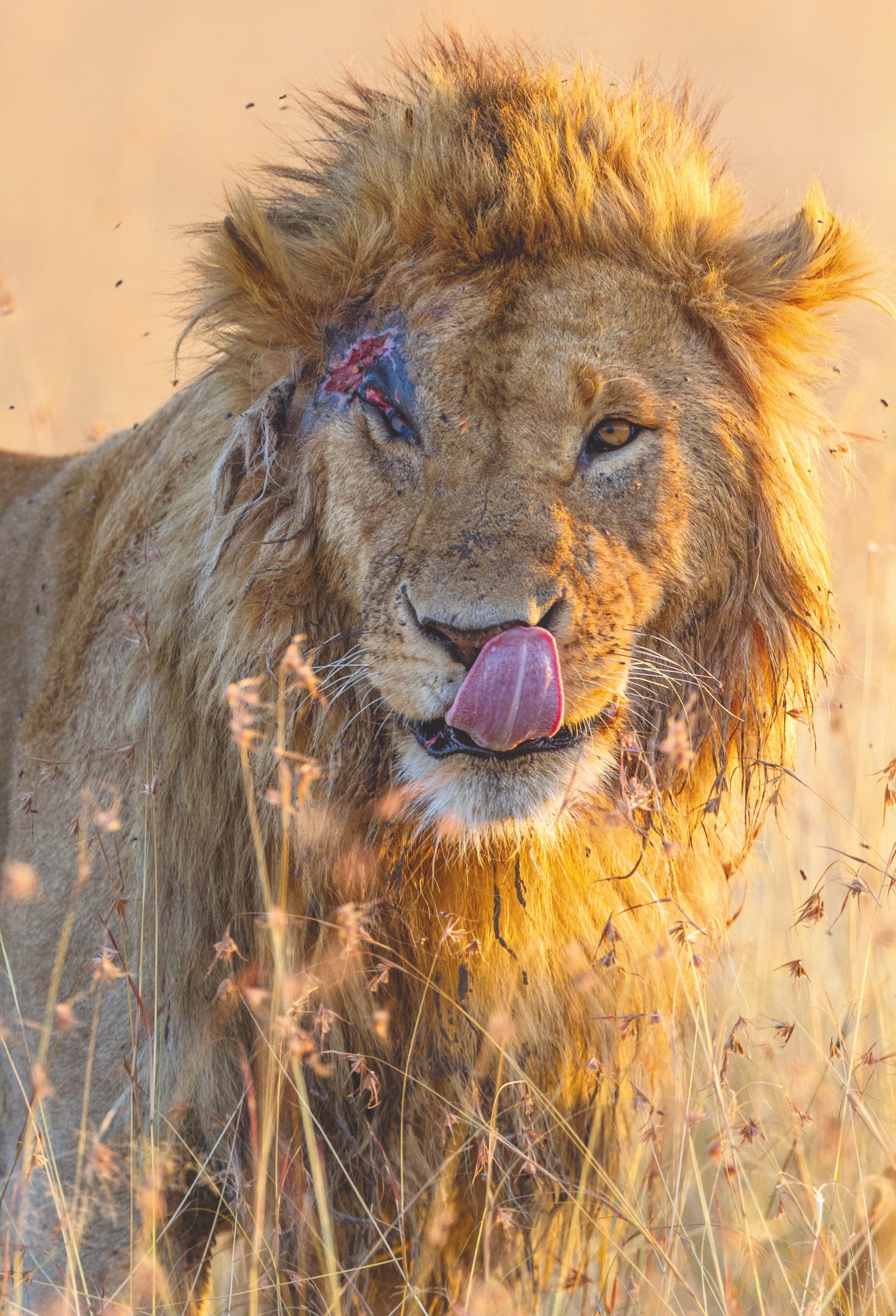 KWS Surgeons Save Iconic Lion Injured in a Warthog Attack From Jaws of Death