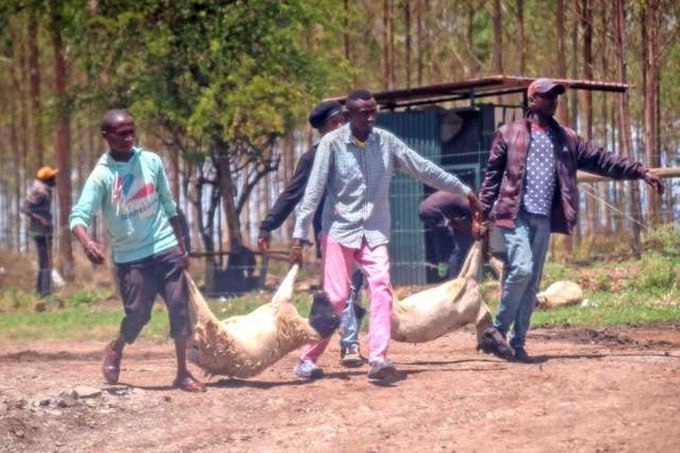 Uhuru finally addresses stolen sheep!