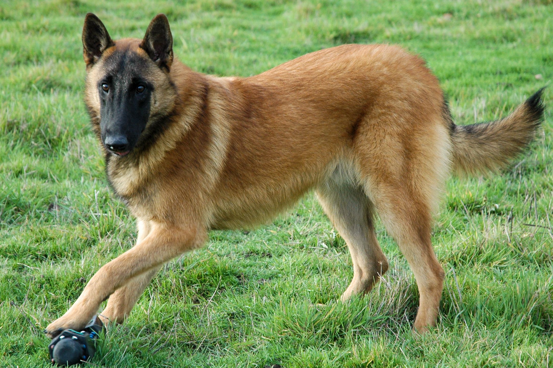 Why authorities are looking for a Sh700k elite Belgian Malinois dog that went missing