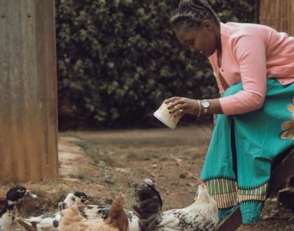This is why a poultry-based startup idea has irresistible merits and worth your time!