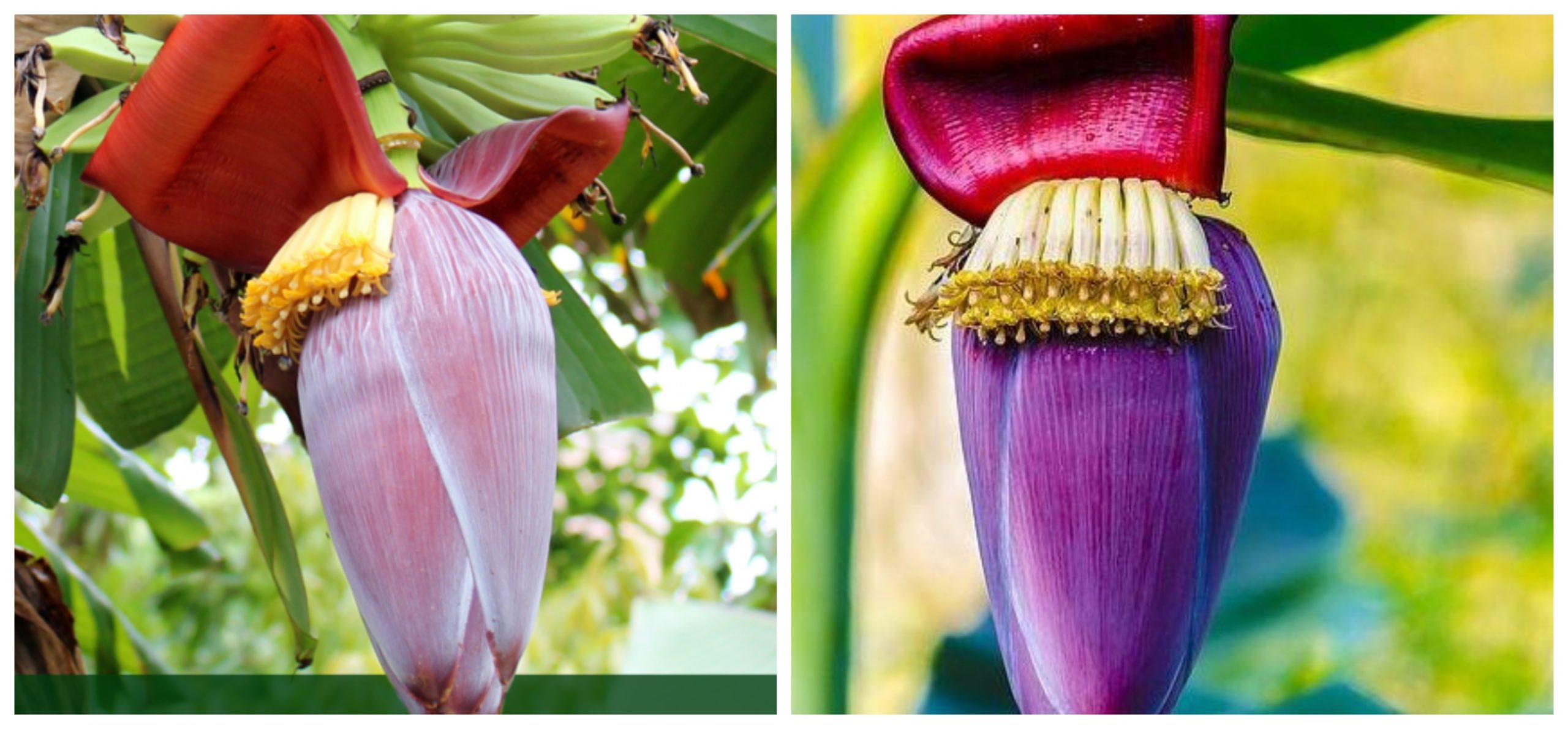 Did you know that the discarded Banana Blossom is a super food, and an expensive delicacy?
