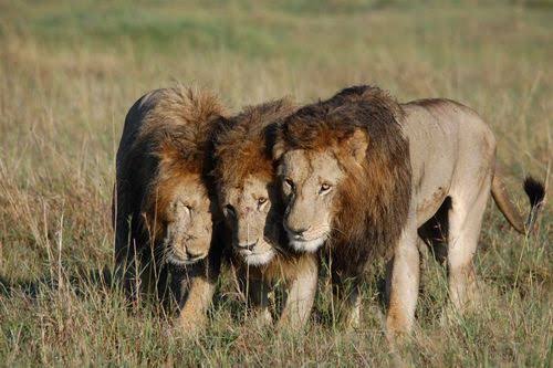 KWS Surgeons Save Iconic Lion Injured in a Warthog Attack From Jaws of Death