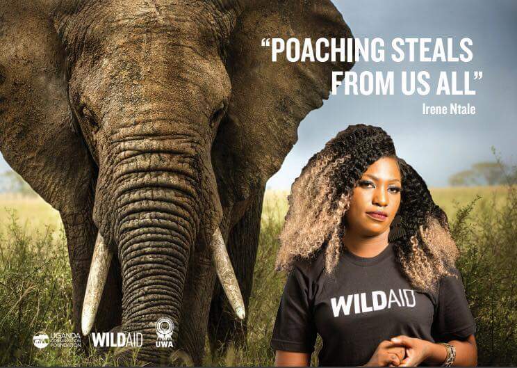 Ugandan Celebrities Join Wildlife anti-poaching Campaign