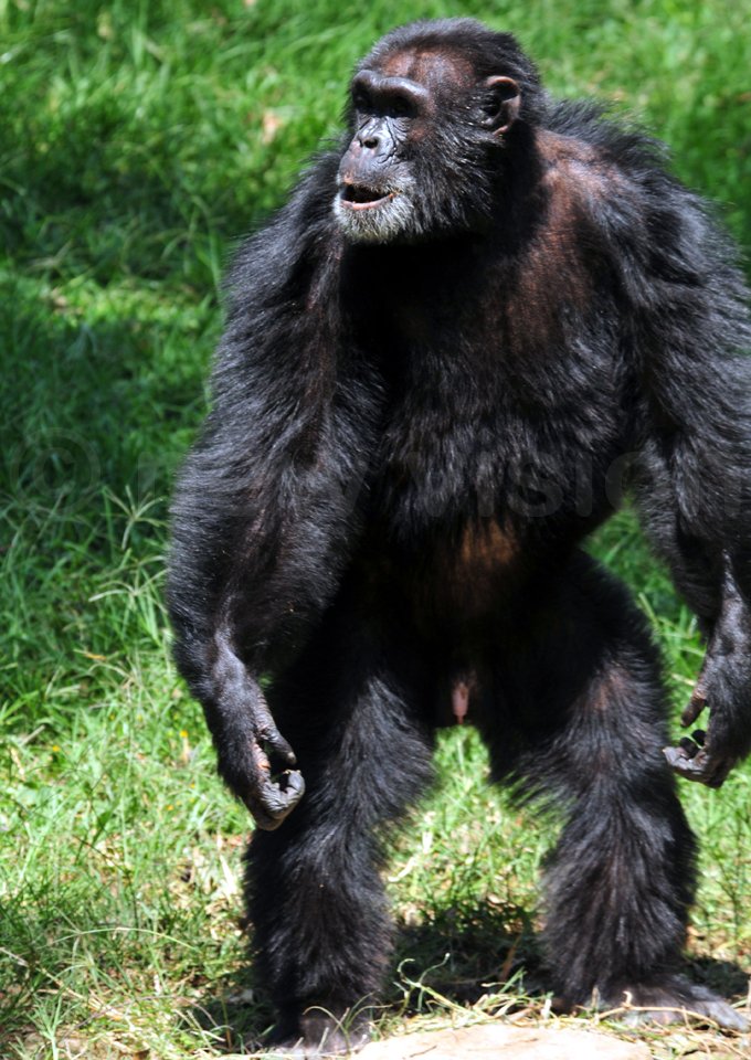 Zakayo, Uganda’s Oldest Chimpanzee Turns 54
