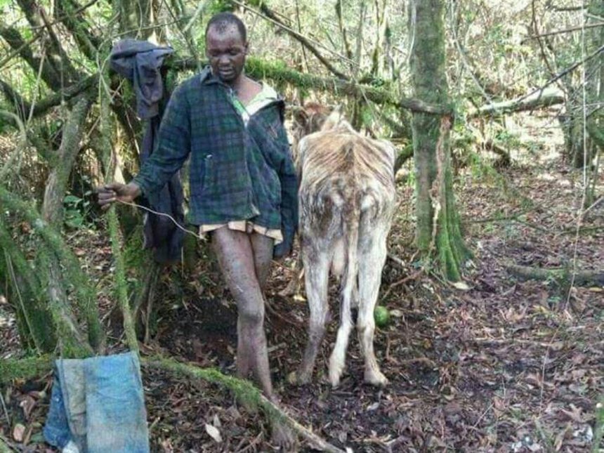 Kenyan Man caught having sex with a cow Says girls have HIV