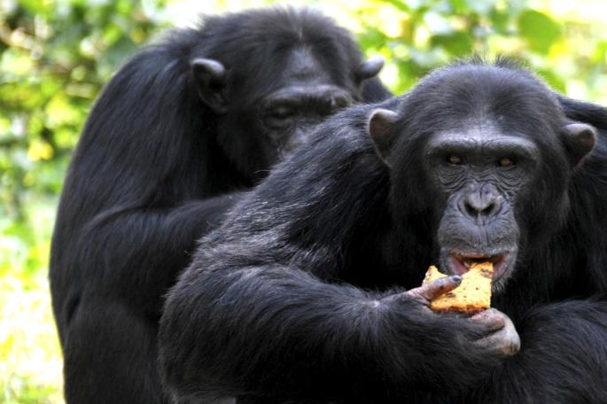 R.I.P Zakayo. Oldest Chimpanzee in Uganda Passes on